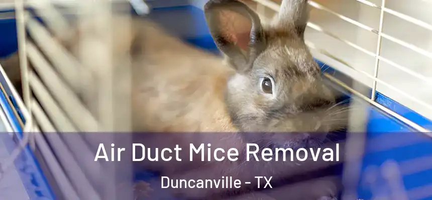 Air Duct Mice Removal Duncanville - TX